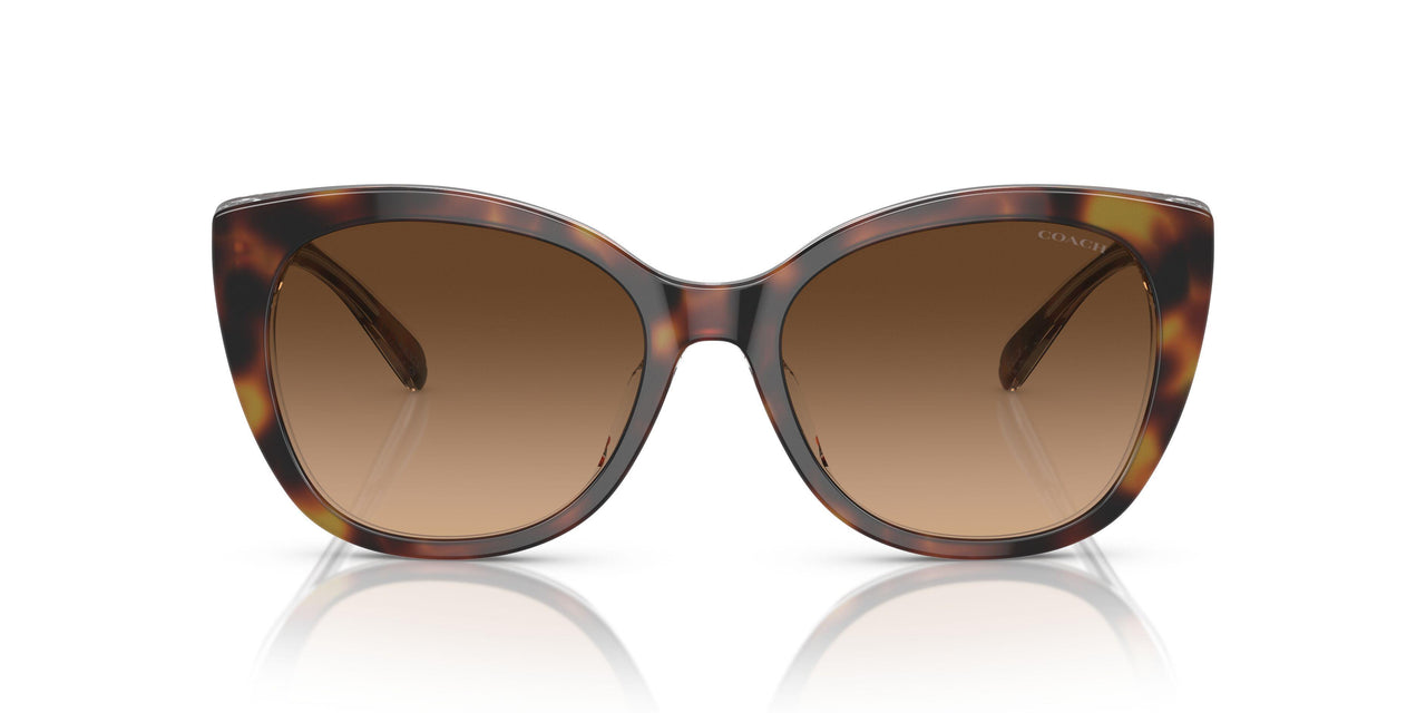 574274 - Tortoise - Brown Gradient