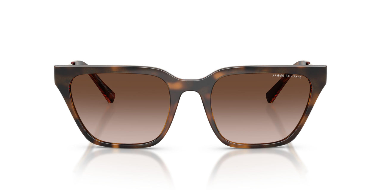 821313 - Tortoise - Gradient Brown