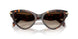 403113 - Tortoise - Smoke Gradient