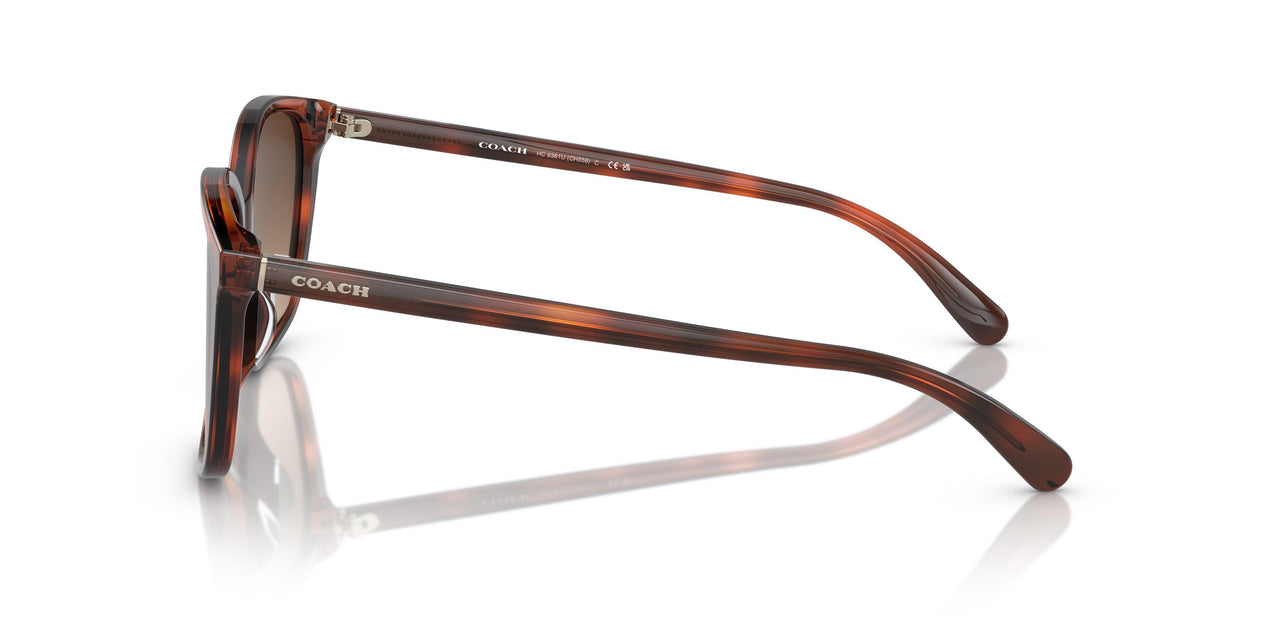 574174 - Tortoise - Brown Gradient