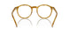 618573 - Tortoise - Brown