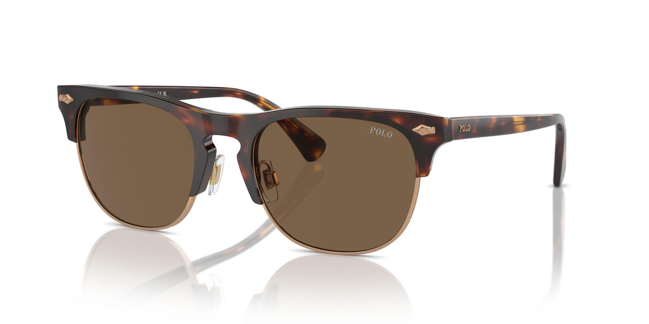 613773 - Tortoise - Brown