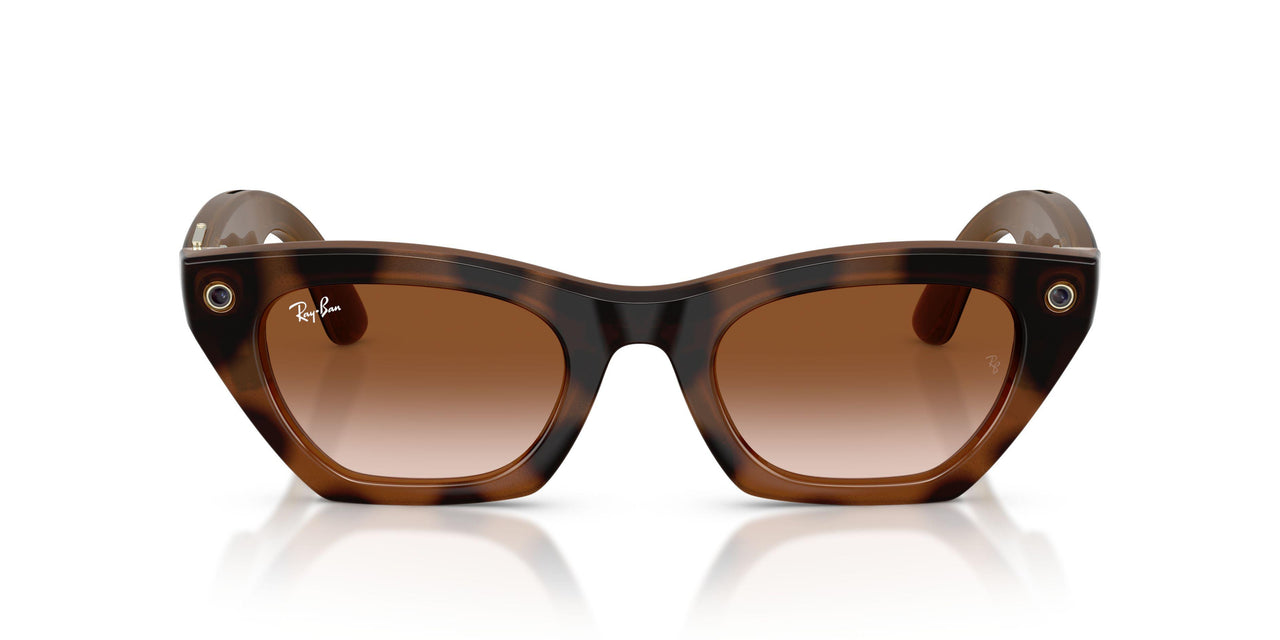 690513 - Tortoise - Gradient Brown
