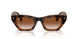 690513 - Tortoise - Gradient Brown