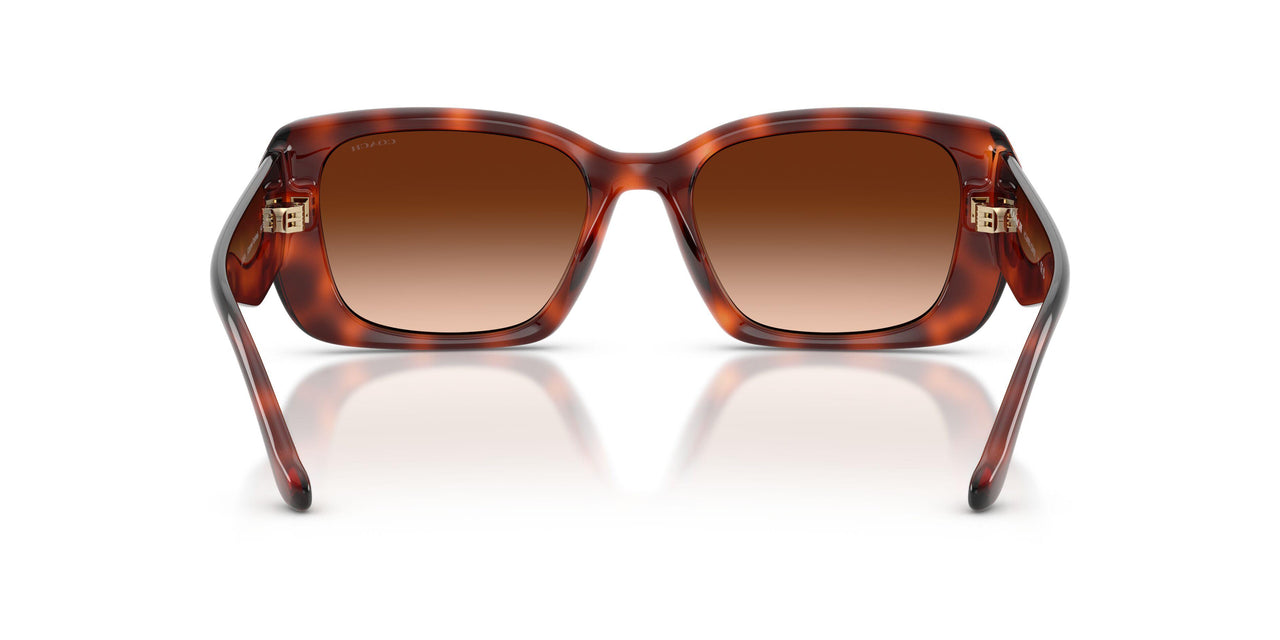 577474 - Tortoise - Brown Gradient