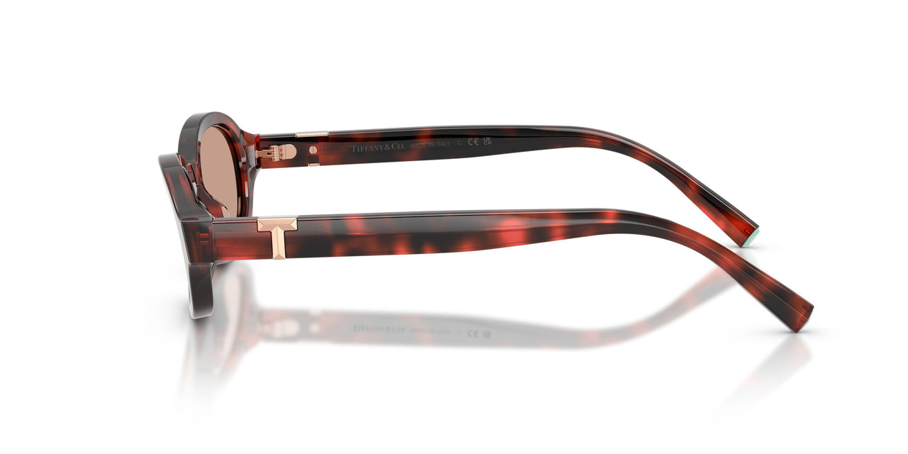 847873 - Tortoise - Brown