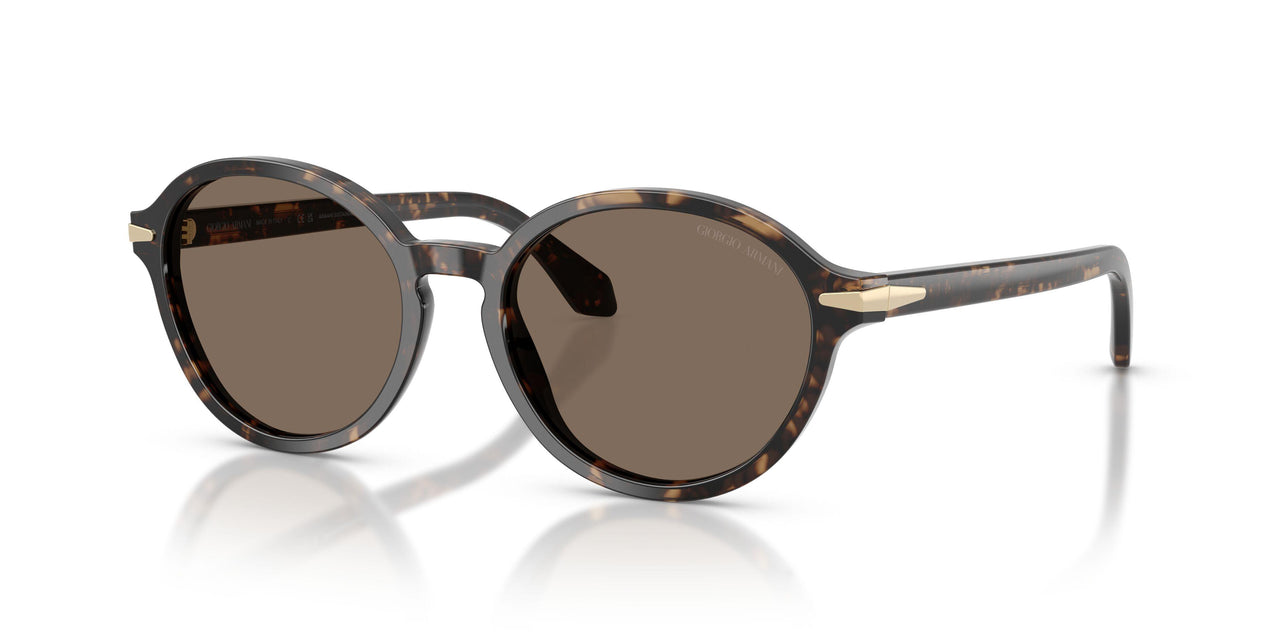 623573 - Tortoise - Dark Brown