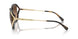 512074 - Tortoise - Brown Gradient