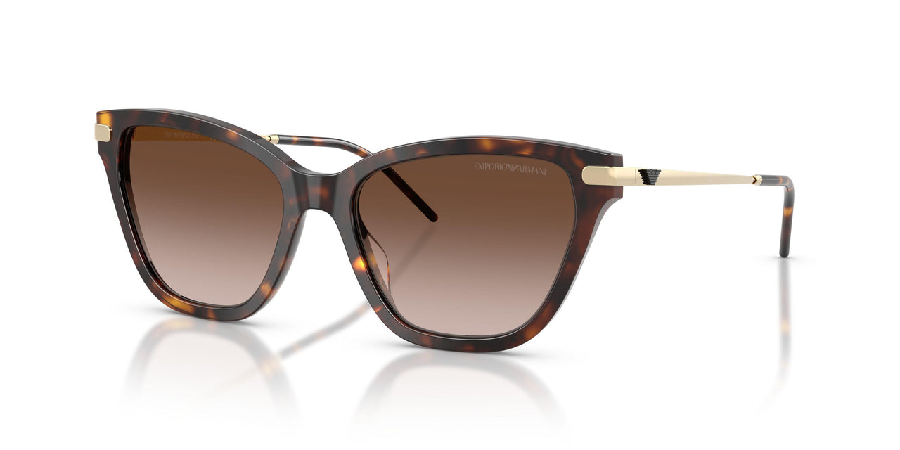 502613 - Tortoise - Brown Gradient