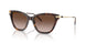 502613 - Tortoise - Brown Gradient