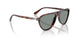 24/56 - Tortoise - Light Blue
