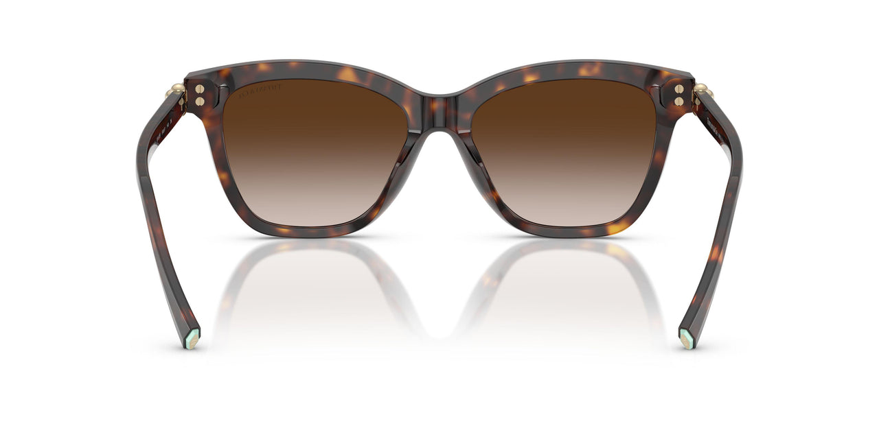 80153B - Tortoise - Brown Gradient