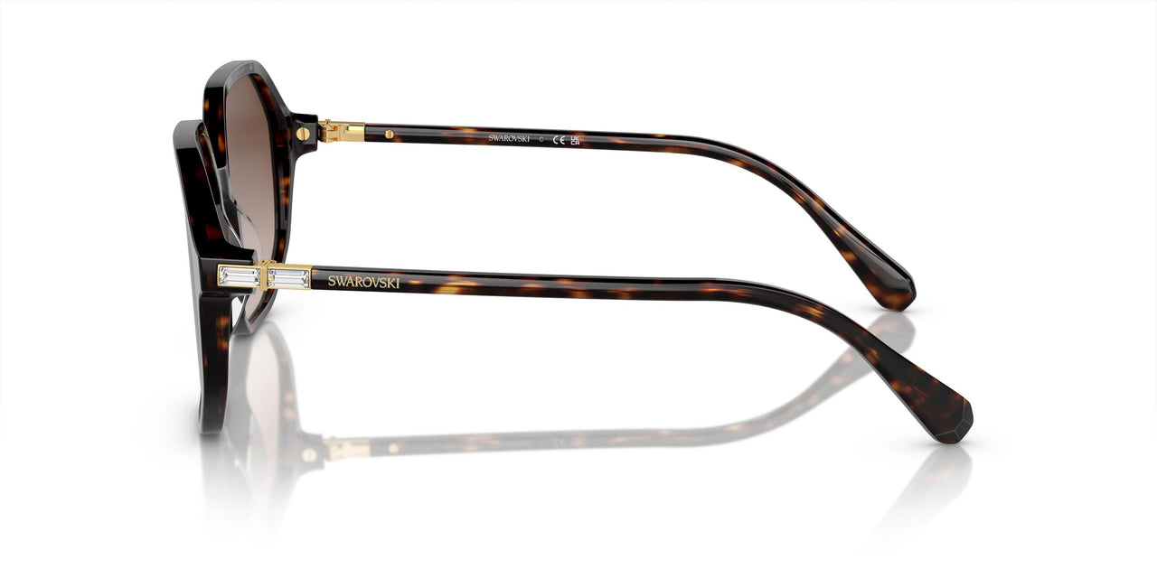 100213 - Tortoise - Brown Gradient