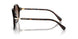 100213 - Tortoise - Brown Gradient