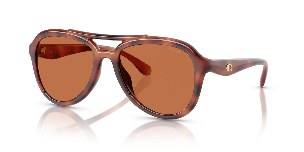 577473 - Tortoise - Brown Solid