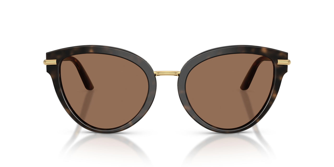 321713 - Tortoise - Dark Brown