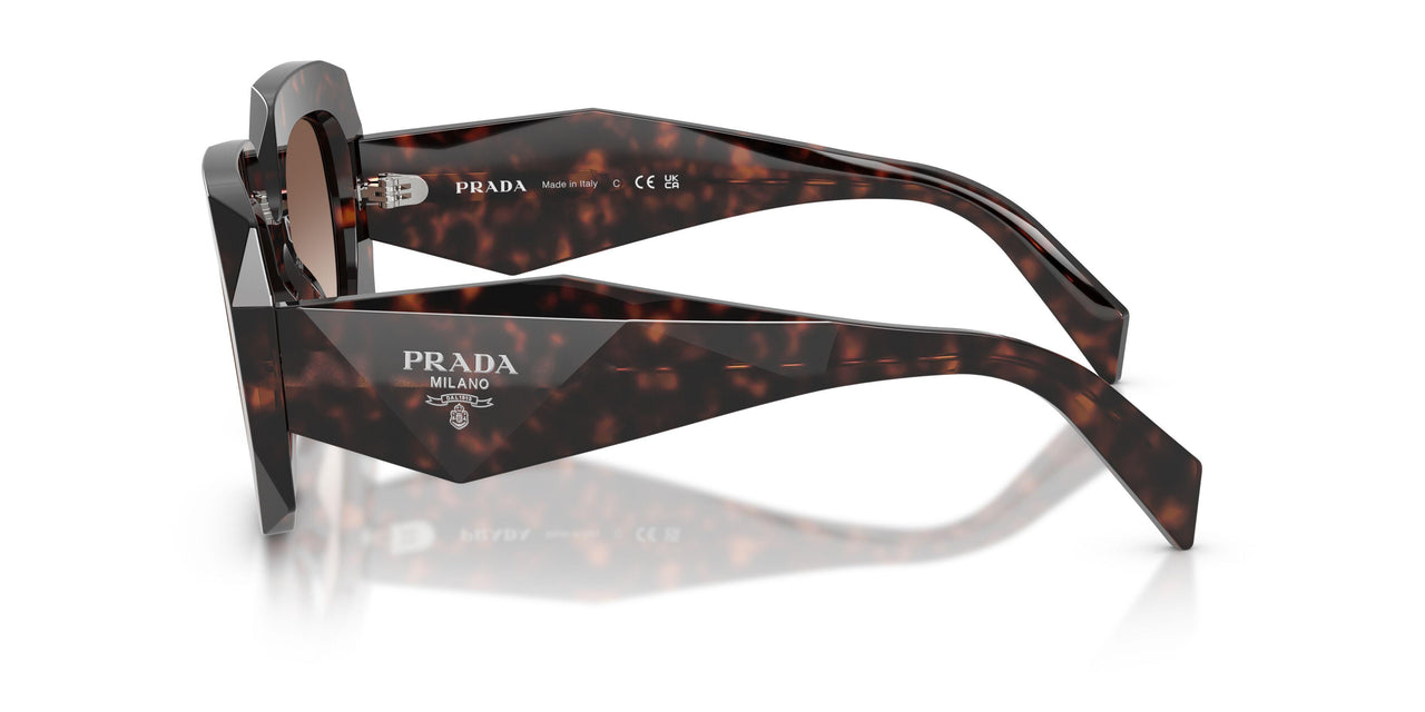 17N10S - Tortoise - Brown Gradient