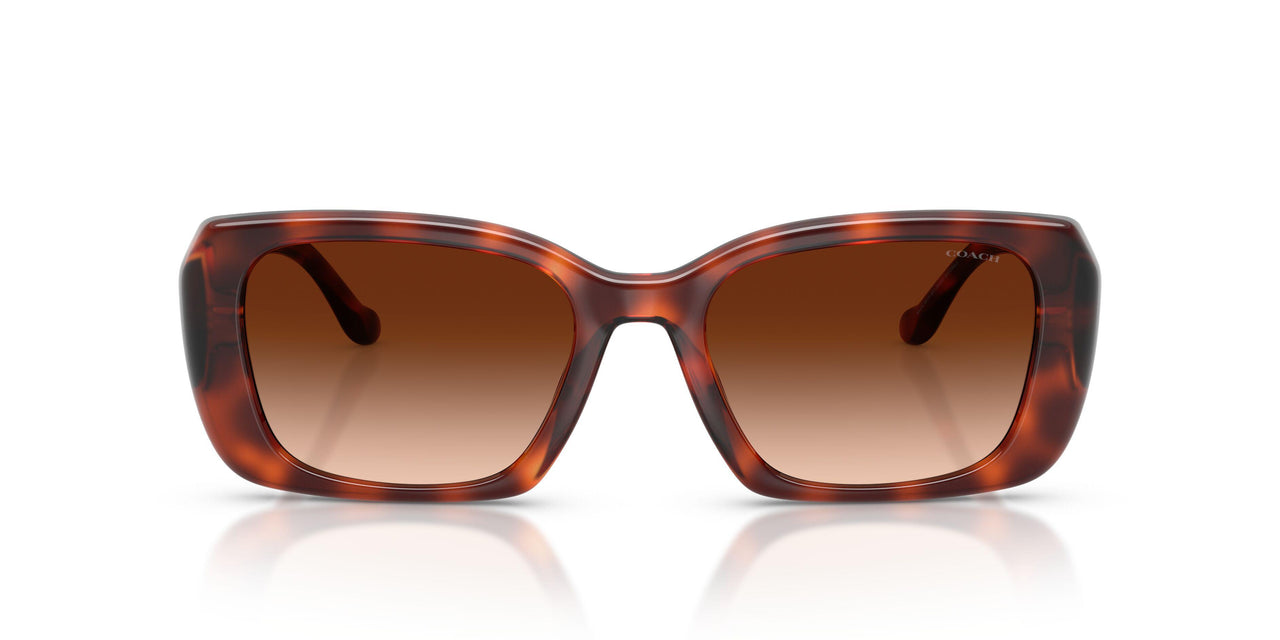 577474 - Tortoise - Brown Gradient