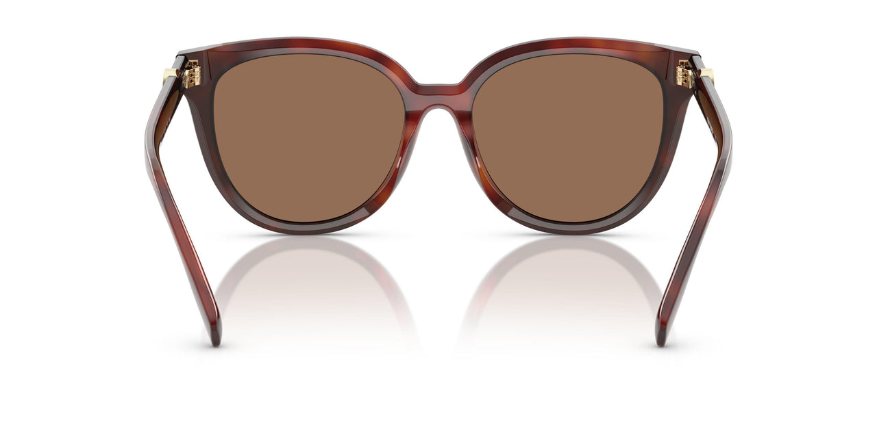201173 - Tortoise - Dark Brown