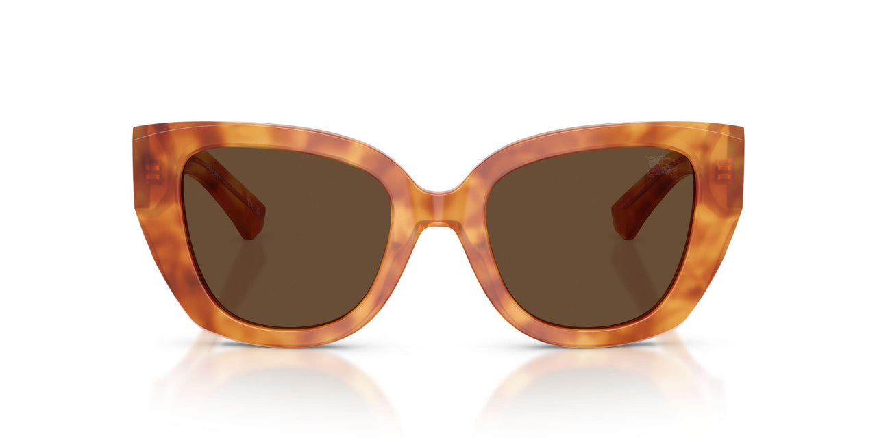 425673 - Tortoise - Dark Brown