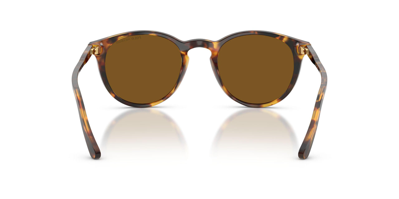 513483 - Havana - Polar Brown