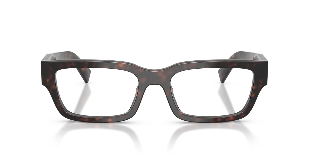 17N1O1 - Tortoise