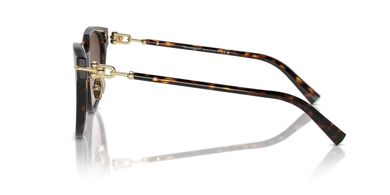 80153B - Tortoise - Brown Gradient