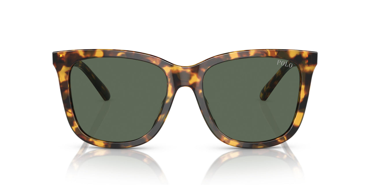 607871 - Tortoise - Dark Green