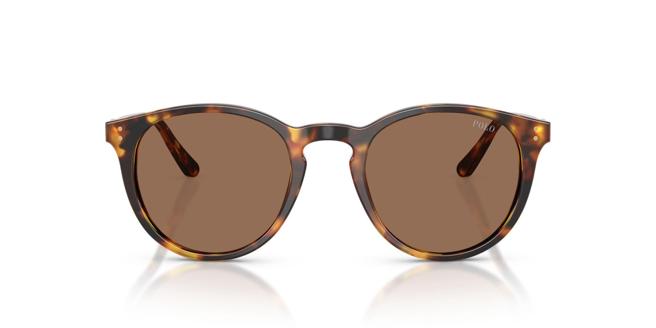 513473 - Havana - Brown