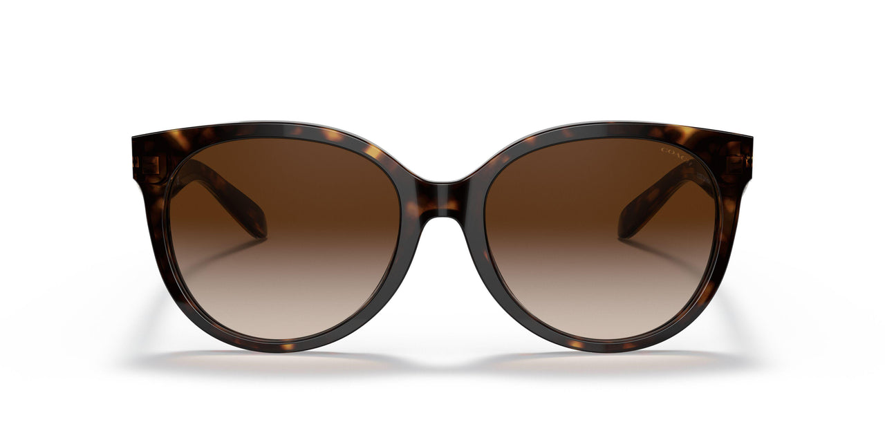 51203B - Havana - Brown Gradient