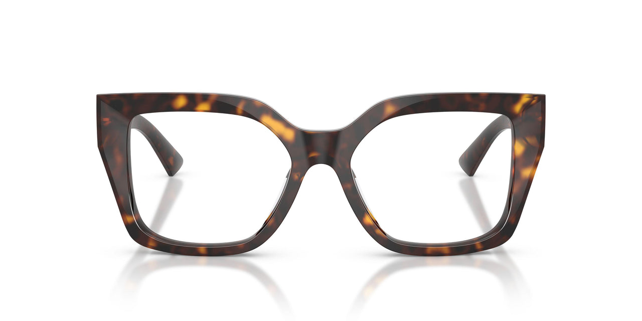 5002 - Tortoise