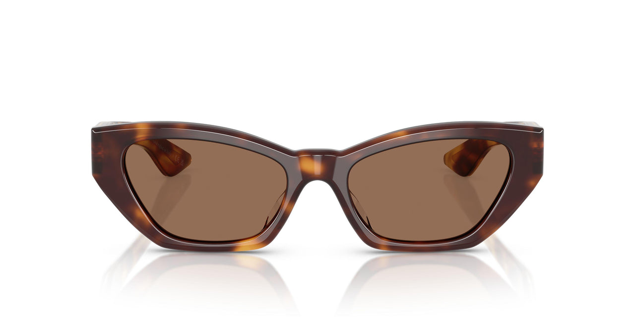 100773 - Tortoise - Brown