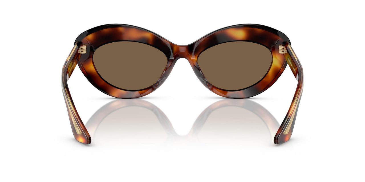 100773 - Tortoise - Brown