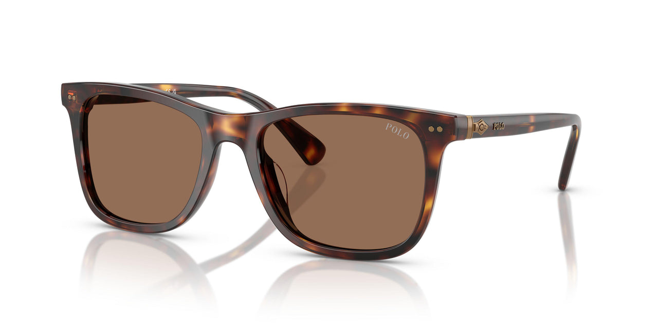 613773 - Tortoise - Dark Brown