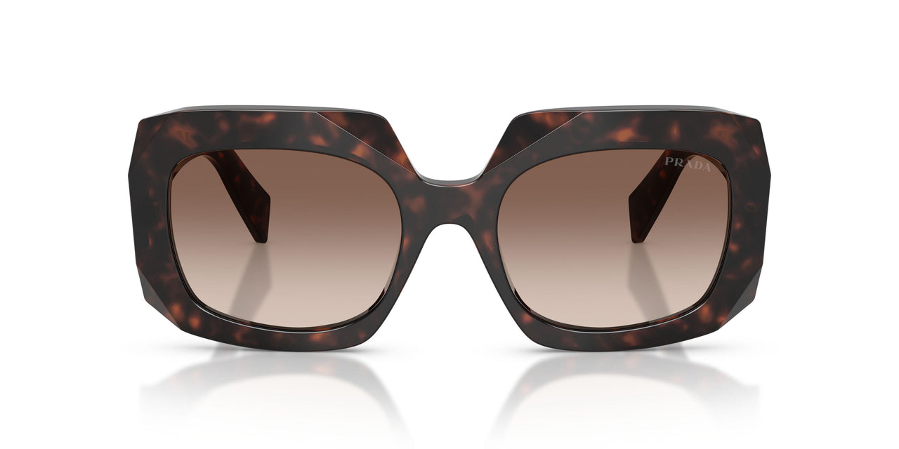 17N10S - Tortoise - Brown Gradient