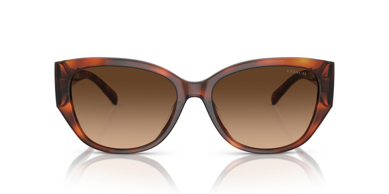 574174 - Tortoise - Brown Gradient