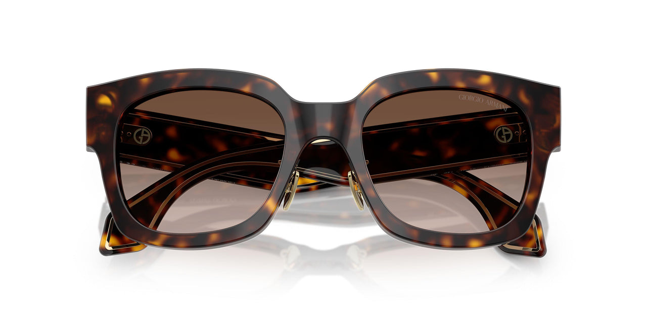 502613 - Tortoise - Gradient Brown