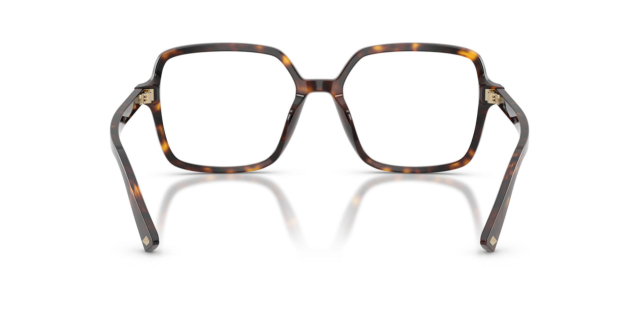 5002 - Tortoise