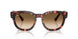 133451 - Tortoise - Clear Gradient Brown
