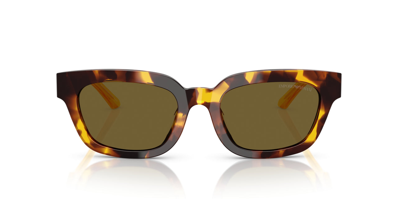 618173 - Tortoise - Dark Brown