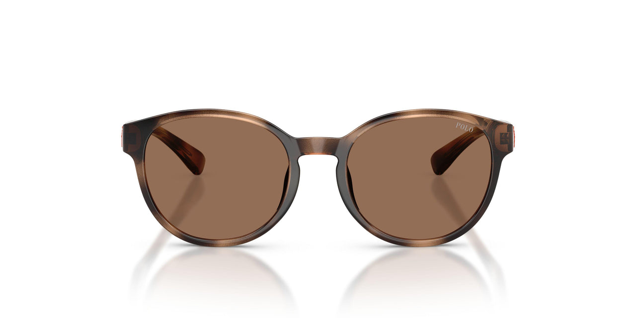 597473 - Tortoise - Dark Brown