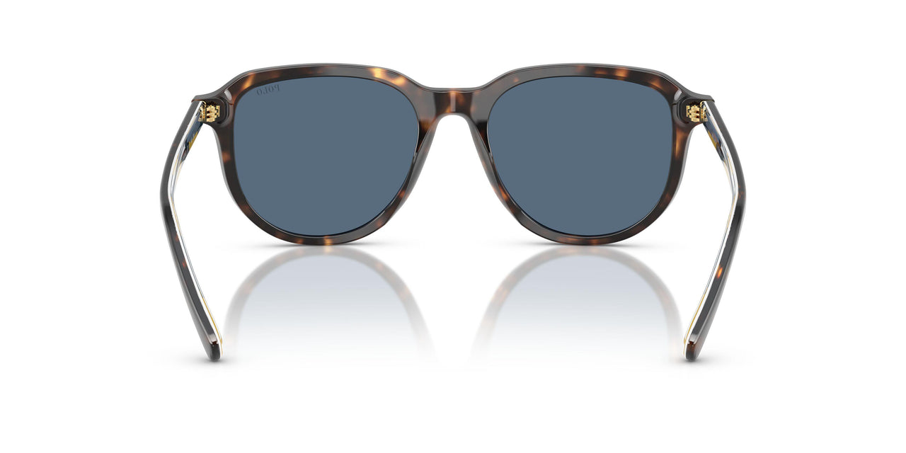 500380 - Tortoise - Dark Blue