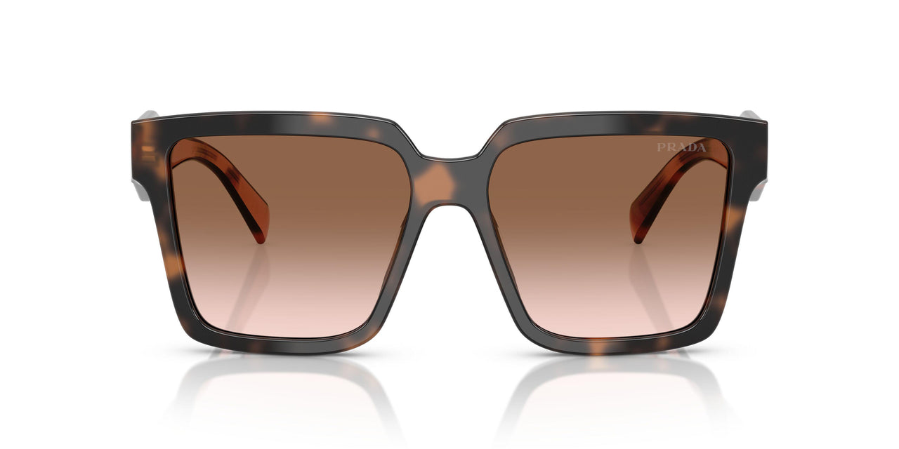 23A0A6 - Tortoise - Brown Gradient