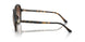 300613 - Tortoise - Brown Gradient