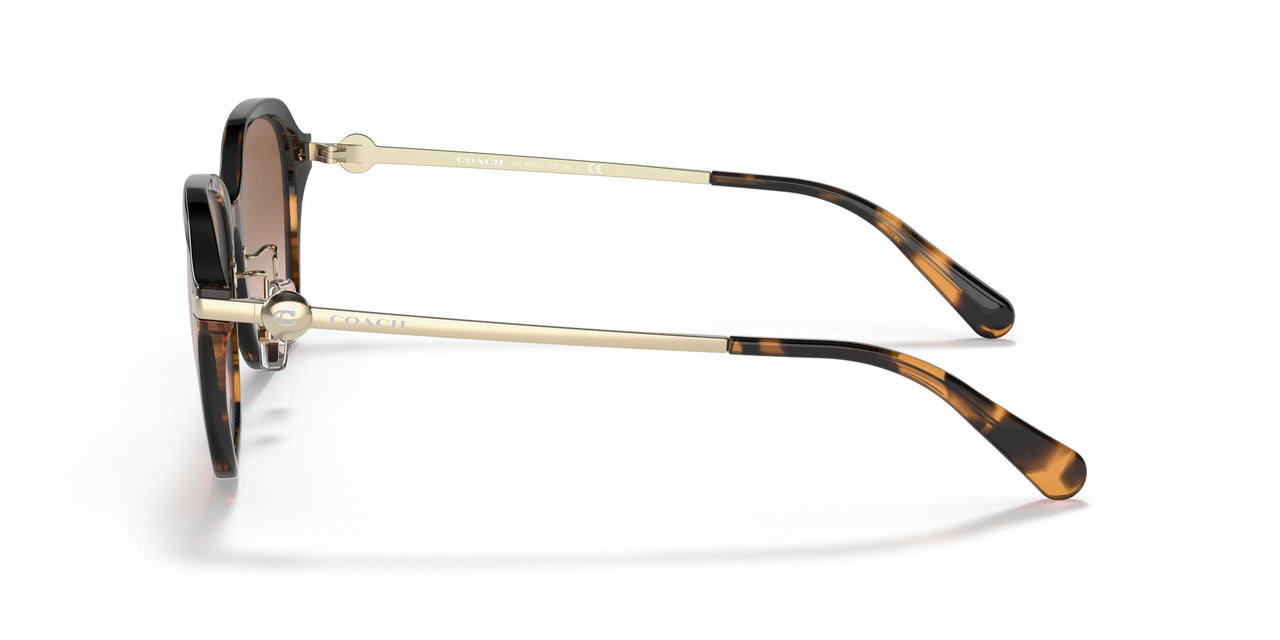 512013 - Tortoise - Brown Gradient