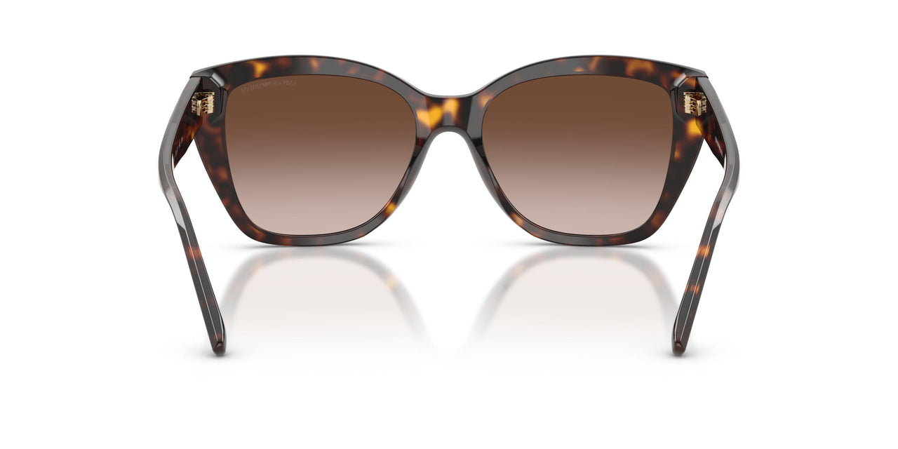 502613 - Tortoise - Brown Gradient