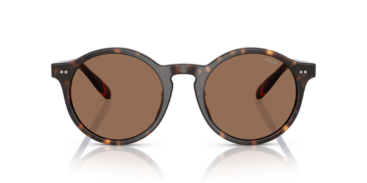 567373 - Tortoise - Dark Brown