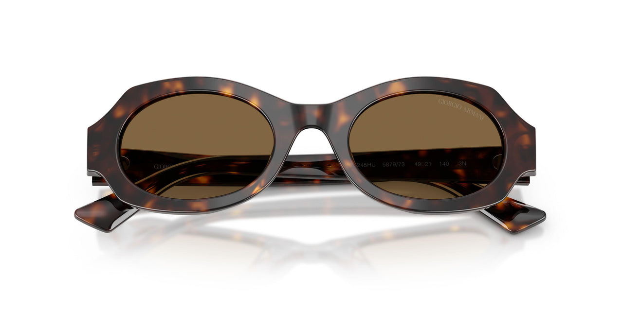587973 - Tortoise - Brown