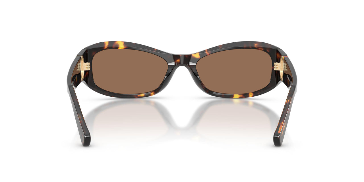 198173 - Tortoise - Brown