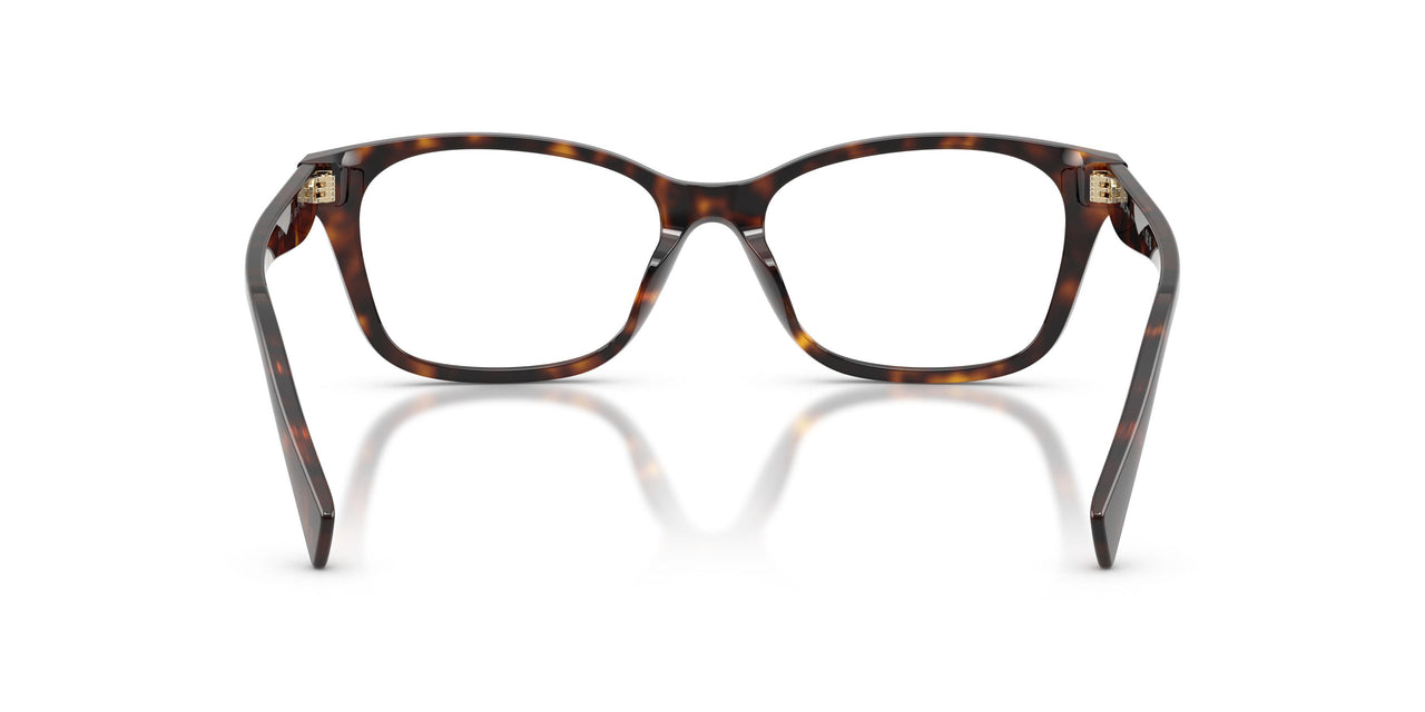 5003 - Tortoise